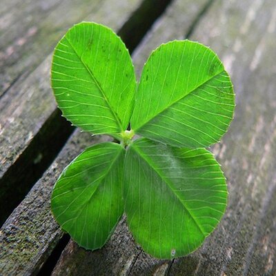 Profile Picture of Brian Grube (@mixleplyx) on Twitter