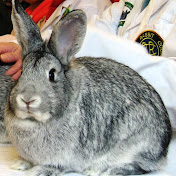 Profile Picture of Thomas Carey (@thomascarey276) on Youtube