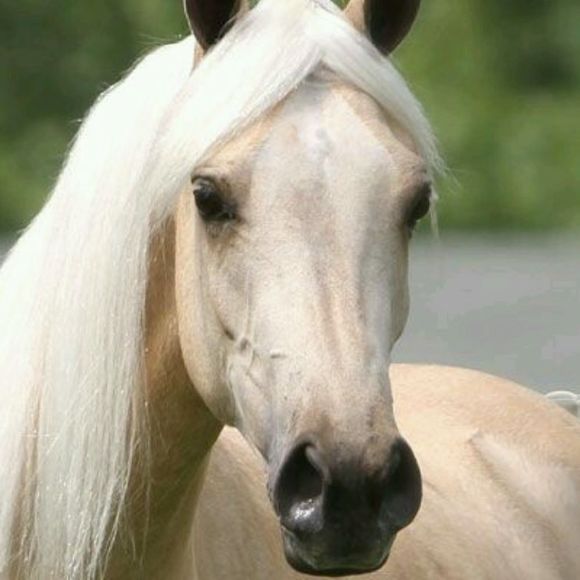 Profile Picture of Jeanette Dassow (@horsenut12) on Poshmark