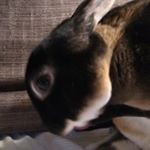 Profile Picture of Rex and Ginger (@ginger_and_rex) on Instagram