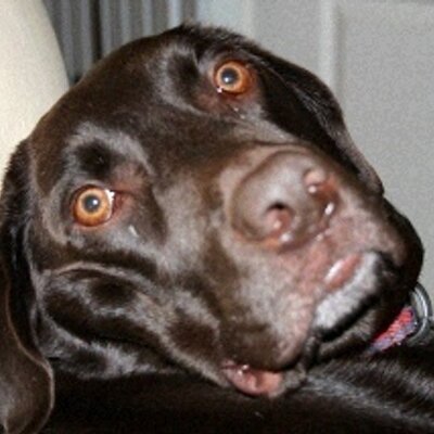 Profile Picture of Steven Weldon (@Rolo_the_man) on Twitter