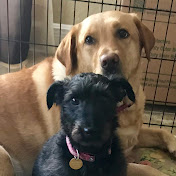 Profile Picture of Jacqui Drazen (@jdrazen18) on Youtube