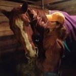 Profile Picture of Beth Walbridge (@horseshowmom14) on Instagram