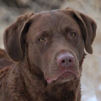 Profile Picture of JoAnn Stancer (@yojojo11) on Twitter