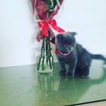 Profile Picture of багира (@bogira.kondrashook) on Instagram