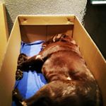 Profile Picture of Tyler  Jansen (@tyler.jansen_2009) on Instagram