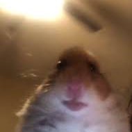 Profile Picture of Piper Rhodes (@PiperRhodes17) on Twitter