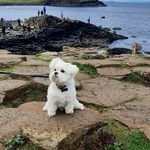 Profile Picture of jimmy_the_traveller (@jimmy_the_traveller_puppy) on Instagram