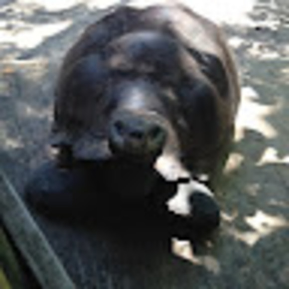 Profile Picture of Marie Pogue (@mariepogue357) on Poshmark