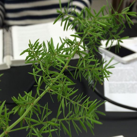 Profile Picture of Lorena Madera (@lorenaam) on Poshmark