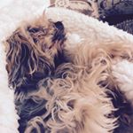 Profile Picture of Sam LeMaster (@official_sam_the_man) on Instagram