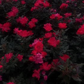 Profile Picture of lauren (@fallingqdown6) on Pinterest