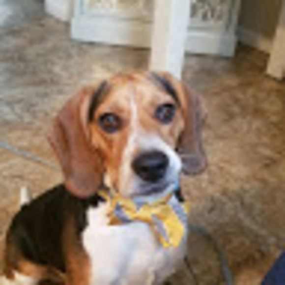 Troubling Beagles - Poshmark Profile Picture of Troubling Beagles (@nlcarol76) on Poshmark