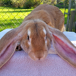 Profile Picture of Sidney Newman (@Sidney's Bunny Barn) on Flickr