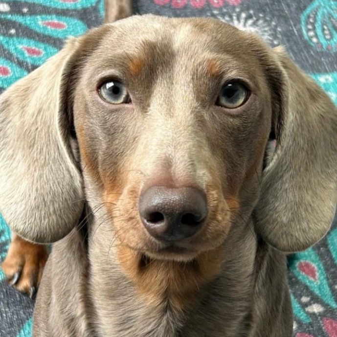 Profile Picture of Ernest (@ernstadog) on Tiktok