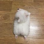 Profile Picture of ᴡᴀɪᴋᴇᴇᴘᴊᴏʏᴋᴀ (@joydeemaiboktor) on Instagram