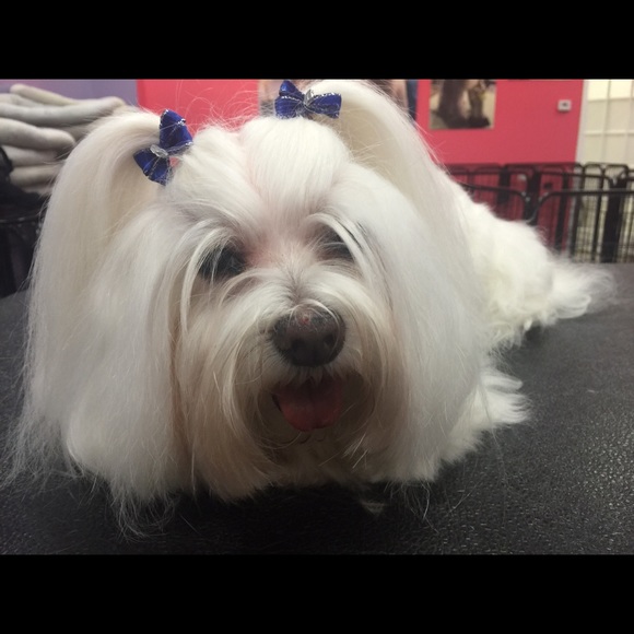 Profile Picture of Joann Davey (@rescuecritters) on Poshmark