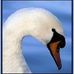 Profile Picture of Simone Swan (@save.mute.swans) on Facebook