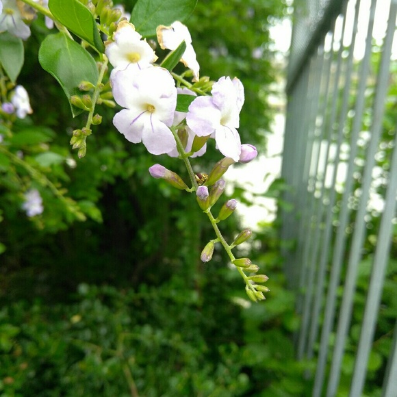 Profile Picture of Kellie Padilla (@sdbaby) on Poshmark