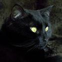Profile Picture of Jeffrey Trimmer (@jeffreytrimmer) on Pinterest