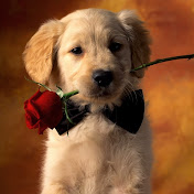 Profile Picture of Michael Von (@michaelvon5001) on Youtube