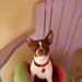 Profile Picture of Amanda Satcher (@amandaattas) on Pinterest