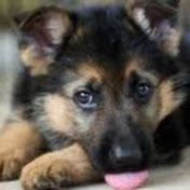 Profile Picture of Jesse Chase (@jessechase5097) on Youtube