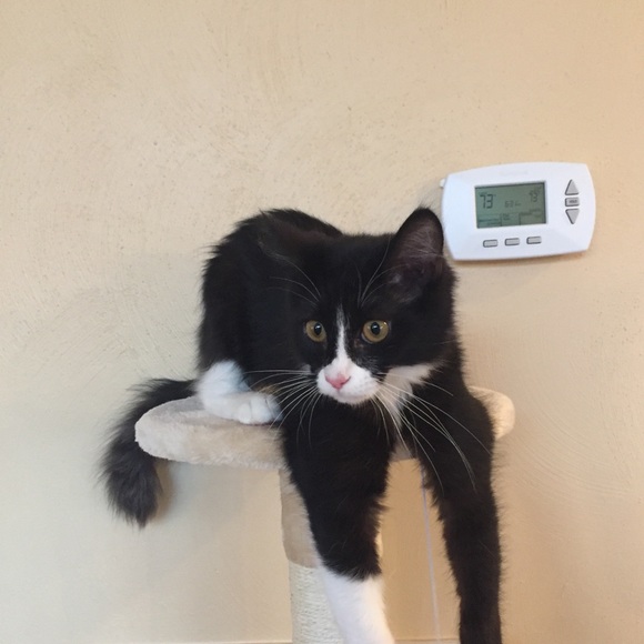 Profile Picture of Diana Liakos (@dylanjustin) on Poshmark