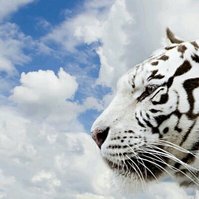 Profile Picture of Aniko Schmidt (@aniko_schmidt) on Twitter