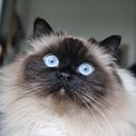 Profile Picture of Jimmy Stewart (@jimmythehimmie) on Instagram