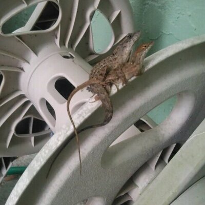 Profile Picture of Tony Knoll (@@tonykrocks1972) on Twitter