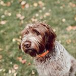 Profile Picture of Richard Darr (@richthegrif) on Instagram