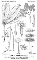 Profile Picture of Alstonia scholarison Wikipedia