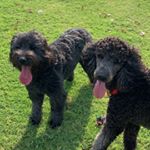 Profile Picture of Roscoe & Macy (@roscoe_macy_hajjar) on Instagram