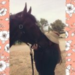 Profile Picture of Maddy Colteaux (@horse_lyfe98) on Instagram