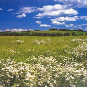 Profile Picture of Gidget Brown (@gidget.brown.779) on Facebook