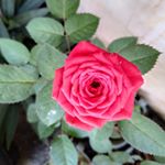 Profile Picture of ⓢⒶⓜ (@sam_ayesha1122) on Instagram