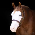 Profile Picture of Jody Hartman-Puno (@puno_performance_horses) on Instagram