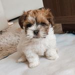 Profile Picture of 𝓒𝓱𝓾𝓬𝓴 (@chuck.shihtzu) on Instagram