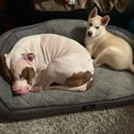 Profile Picture of Candice Murchison (@hurricanecandice) on Instagram