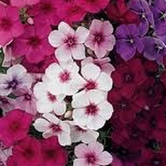 Profile Picture of Yolanda Hammond (@yolandahammond) on Poshmark