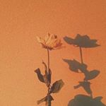 Profile Picture of Hailey Chase🌞 (@artofhail) on Instagram