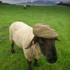 Profile Picture of Mary Dobbs (@MaryDobbs7) on Twitter