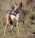 Profile Picture of Black-backed jackal - Wikipediaon Wikipedia