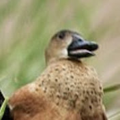 Profile Picture of Patrick Lutz (@azoko248) on Youtube