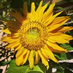 Profile Picture of Anne-Laure (@a_l_benoit) on Instagram