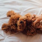 Profile Picture of Ruby Jane the Toy Poodle (@rubyjanethetoypoodle) on Instagram
