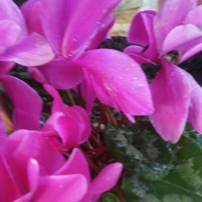 Profile Picture of Erick Iván Gaspar G (@erickIvnGaspar1) on Twitter