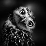 Profile Picture of Salvatore Vullo (@drakspirit) on Instagram