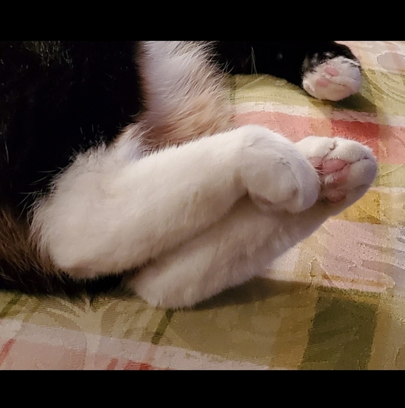 Profile Picture of Lorraine Larson (@lorrainelarson) on Poshmark